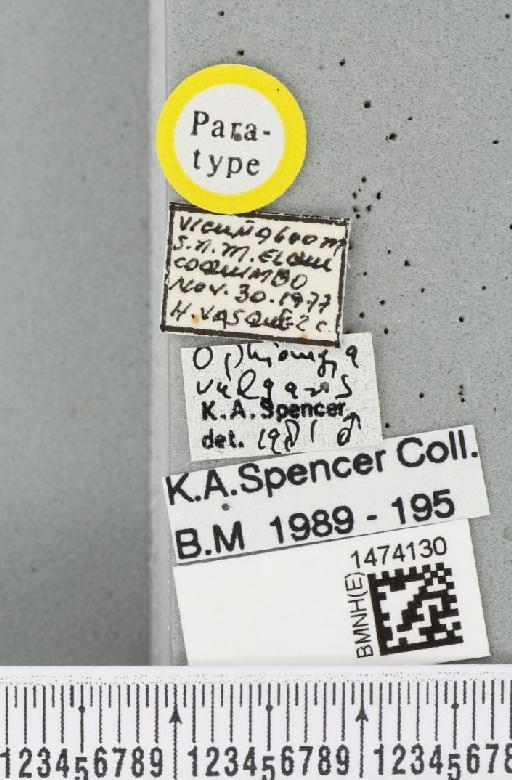 Ophiomyia vulgaris Spencer, 1982 - BMNHE_1474130_label_48278