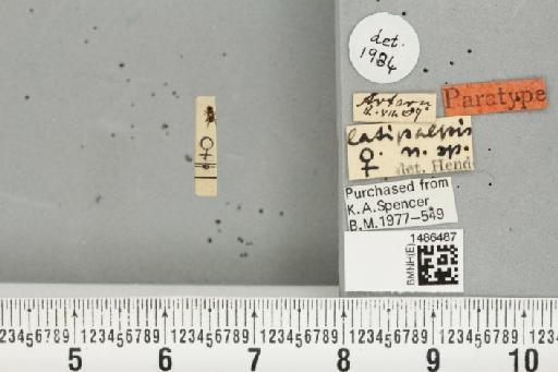 Liriomyza latipalpis Hendel, 1920 - BMNHE_1486487_a_50212