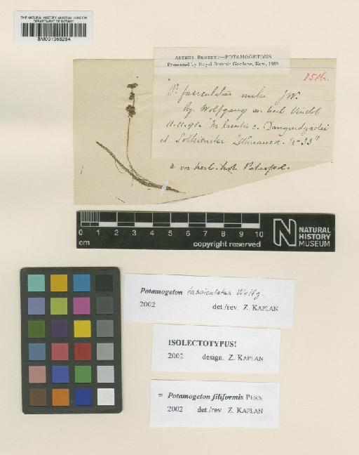 Potamogeton fasciculatus Wolfg. ex Schult. & J.H.Schult.bis - BM001066284