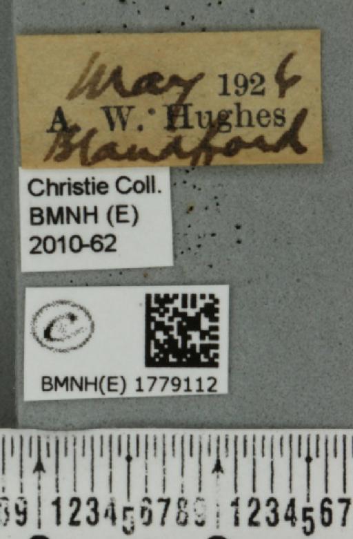 Colostygia pectinataria (Knoch, 1781) - BMNHE_1779112_label_354557