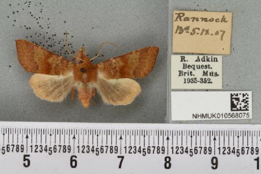 Agrochola helvola (Linnaeus, 1758) - NHMUK_010568075_625634