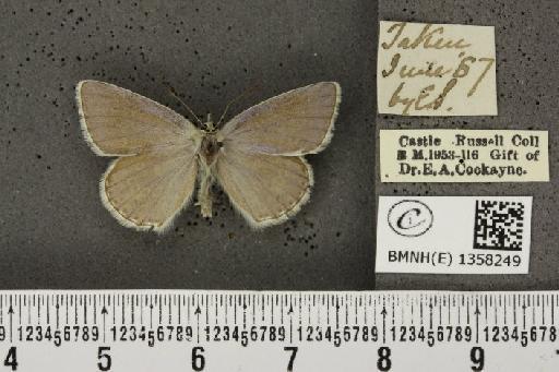 Lysandra bellargus ab. pallida Austin, 1890 - BMNHE_1358249_181273
