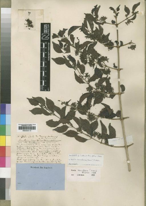 Keetia tenuiflora (Hiern) Bridson - BM000924127