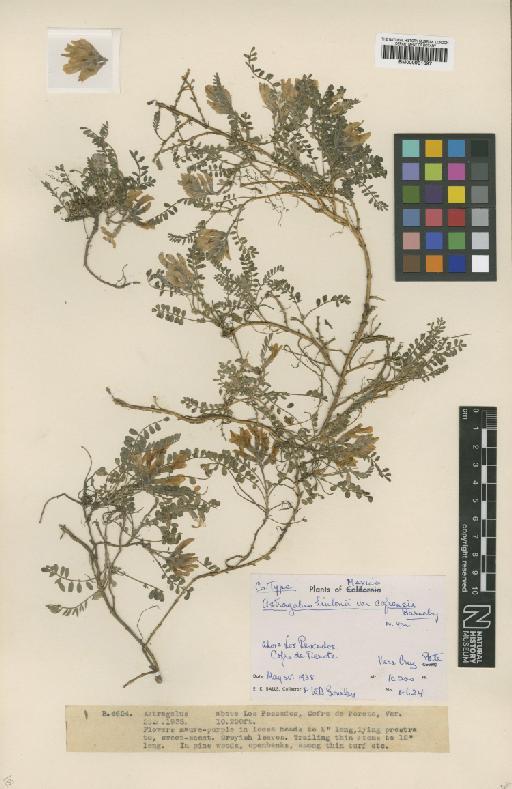 Astragalus hintonii var. cofrensis Barneby - BM000931697