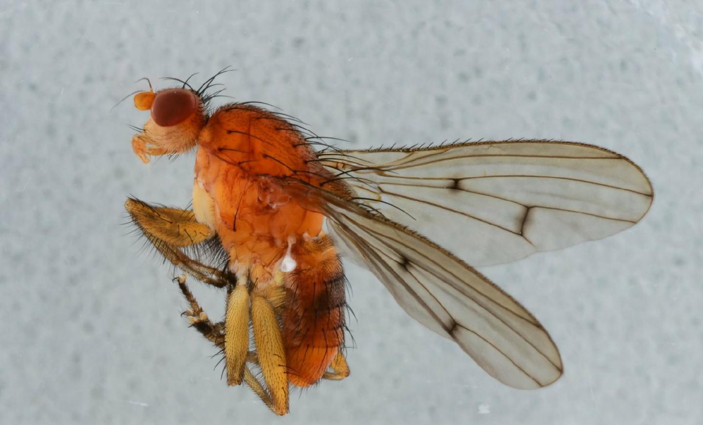 Suillia humilis thumbnail
