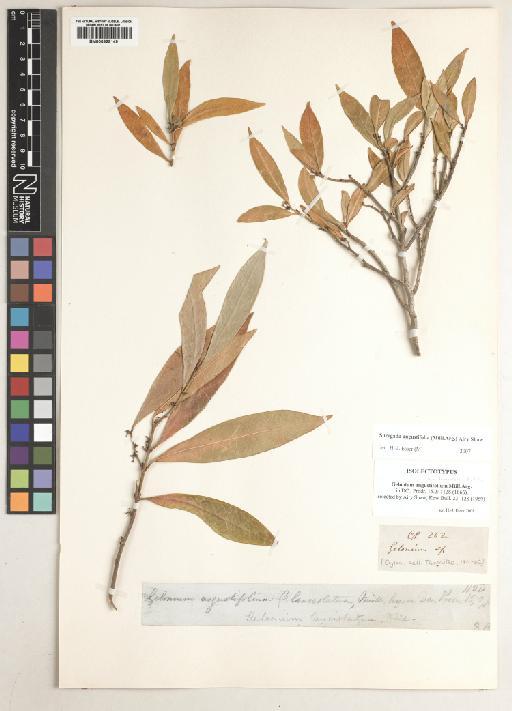 Suregada angustifolia (Müll.Arg.) Airy Shaw - BM000929149