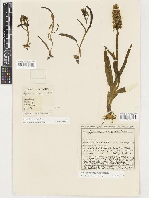 Gymnadenia densiflora (Wahlenb.) A.Dietr. - BM001116932
