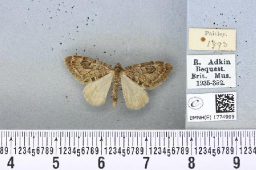 Thera obeliscata ab. nigrescens Lempke, 1950 - BMNHE_1774999_338791