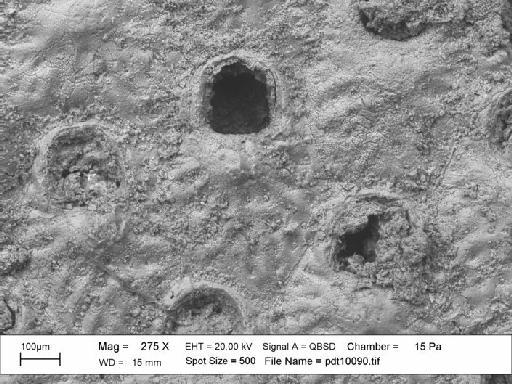 Cryptosula Canu & Bassler, 1925 - SEM photograph pdt 10090