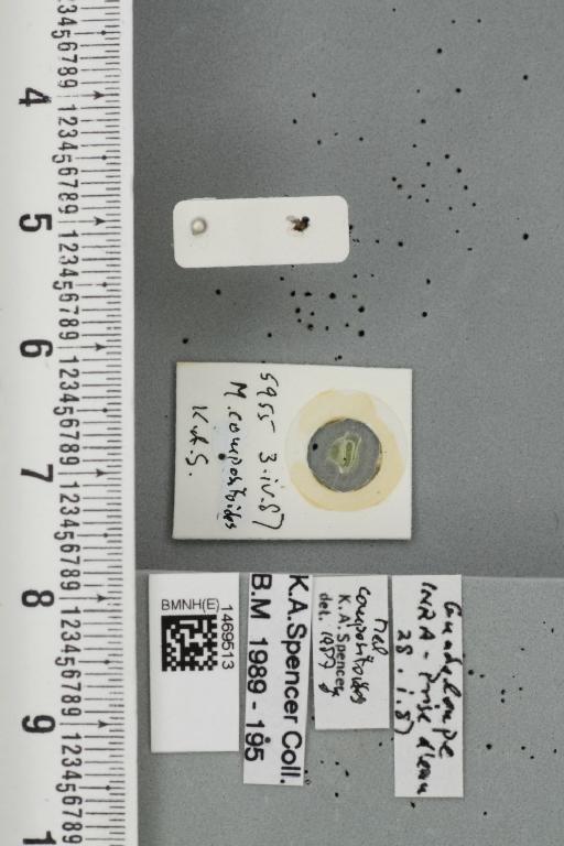 Melanagromyza compositoides Spencer, 1963 - BMNHE_1469513_45229
