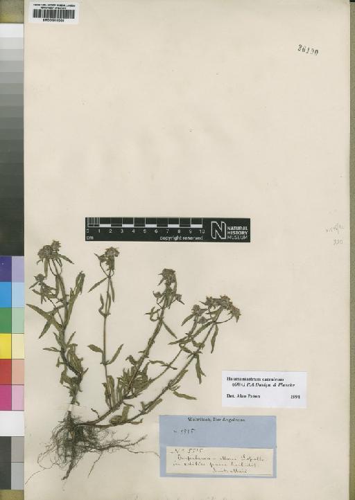 Haumaniastrum caeruleum (Oliv.) P.A.Duvign. & Plancke - BM000910066