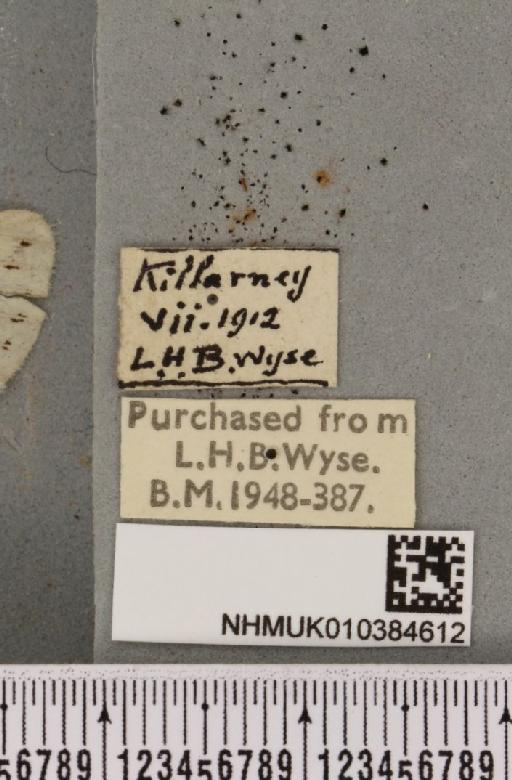 Spilosoma lubricipeda (Linnaeus, 1758) - NHMUK_010384612_label_508258