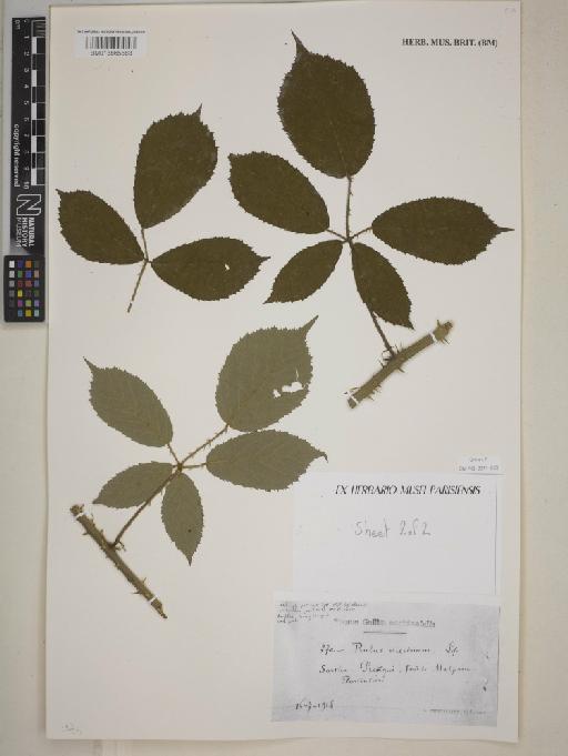 Rubus ericetorum Lefèvre - BM013865883