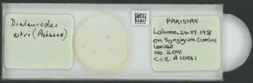 Dialeurodes citri Ashmead, 1885 - 010135179_117715_1091995