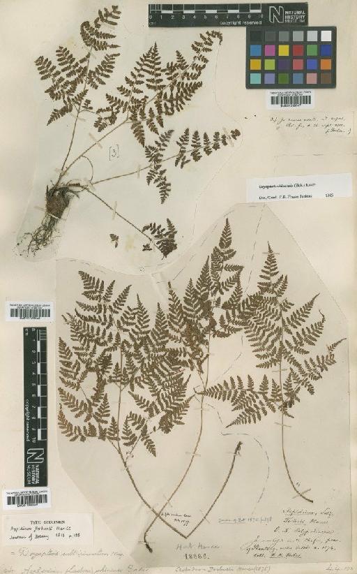 Dryopteris chinensis (Baker) Koidz. - BM001066045