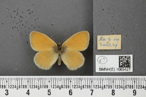 Coenonympha pamphilus ab. detersa Verity, 1913 - BMNHE_1065427_26567