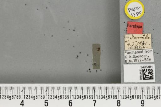 Phytomyza rydeni Hering, 1934 - BMNHE_1495481_61569