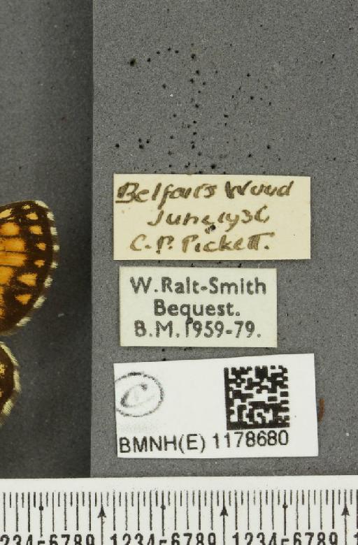 Melitaea athalia ab. atrovittata Turati, 1910 - BMNHE_1178680_label_56399