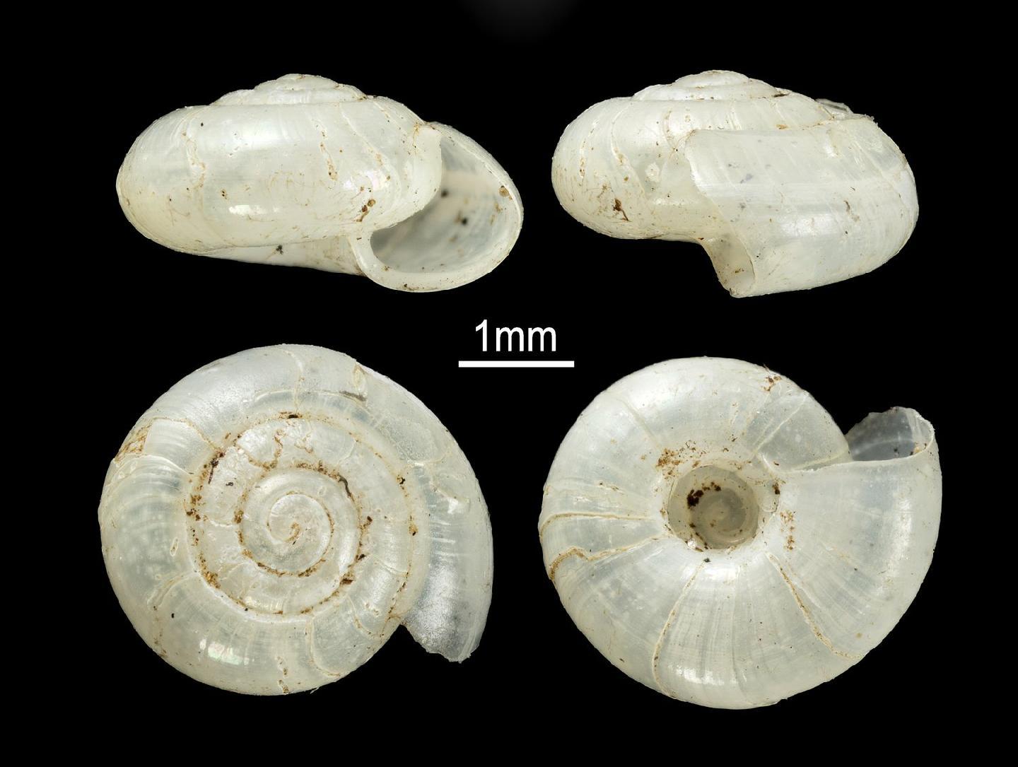 To NHMUK collection (Streptaxis gracilis Collett, 1898; SYNTYPE(S); NHMUK:ecatalogue:3079404)