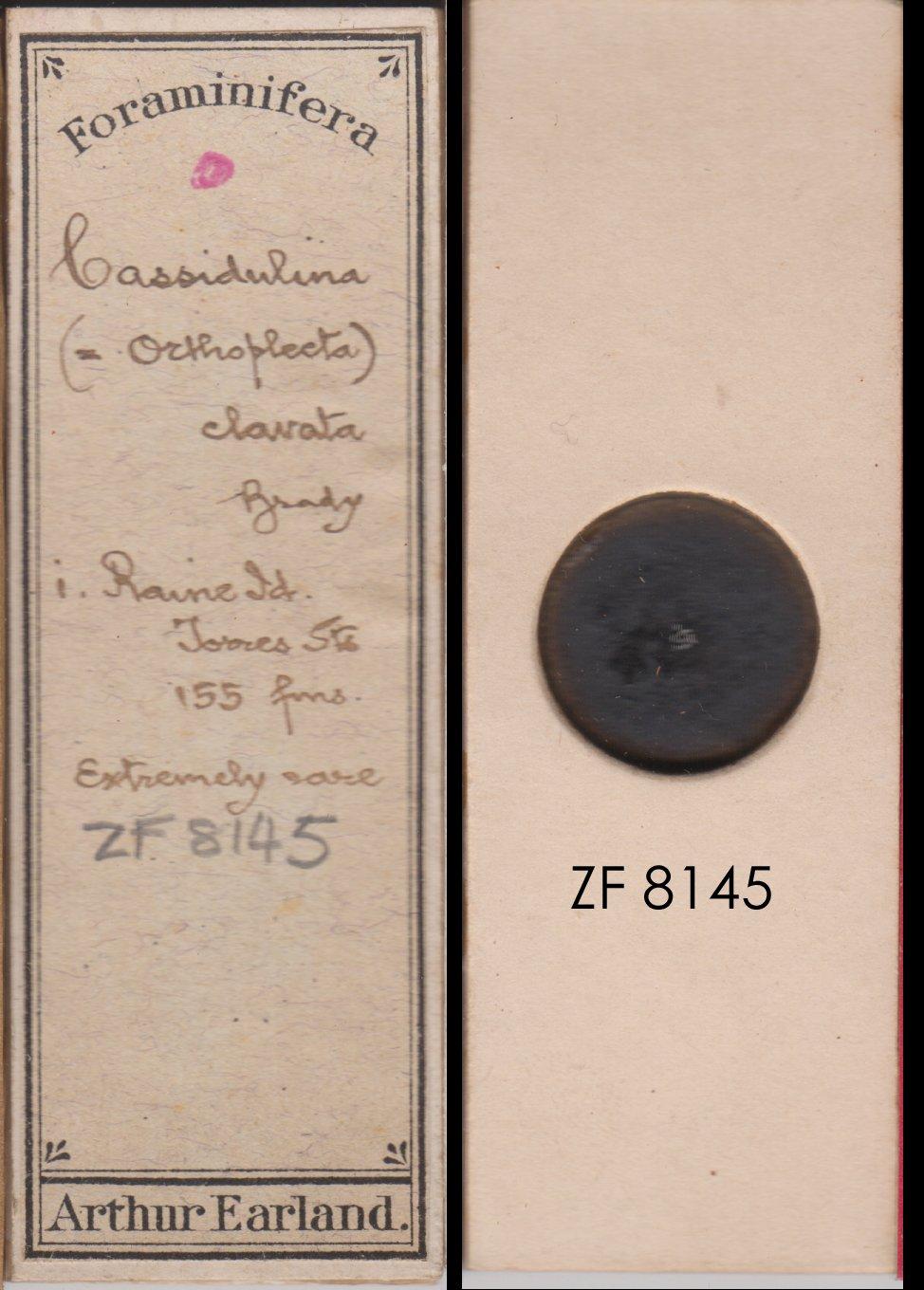 To NHMUK collection (Cassidulina clavata Brady, 1884; NHMUK:ecatalogue:9055667)