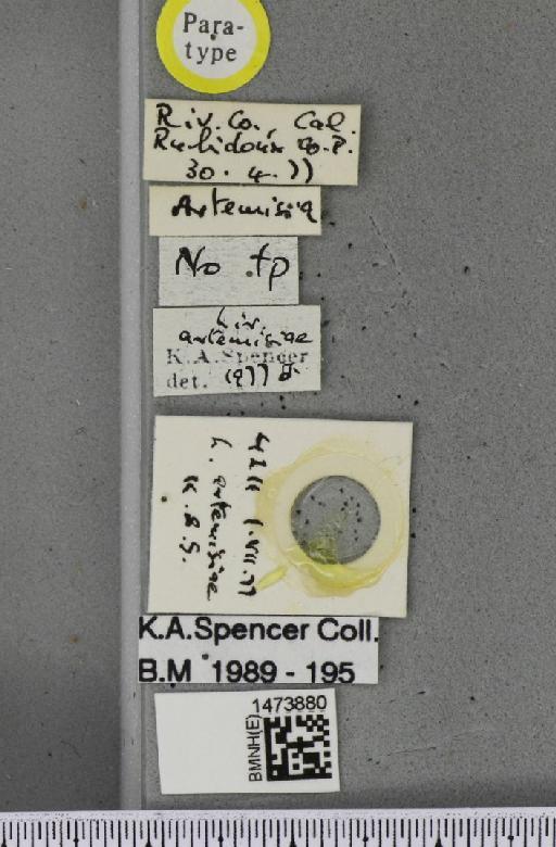 Liriomyza artemisiae Spencer, 1981 - BMNHE_1473880_label_49011