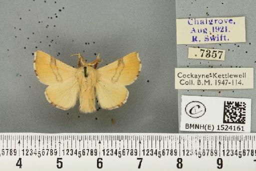 Malacosoma neustria (Linnaeus, 1758) - BMNHE_1524161_190432