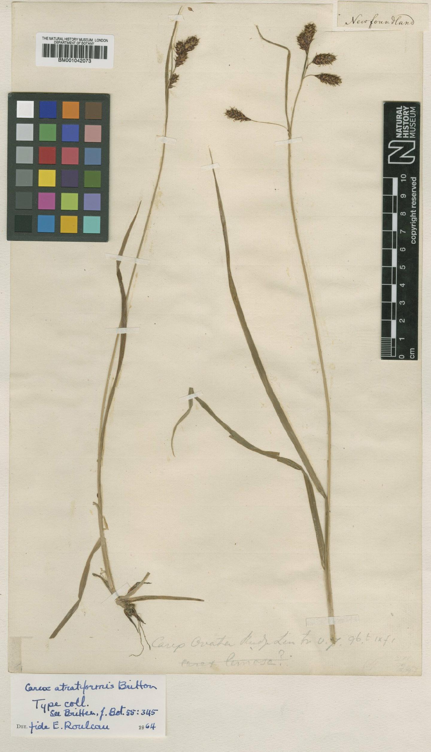 To the Natural History Museum, London (Carex atratiformis Britton BM001042073 type 1)