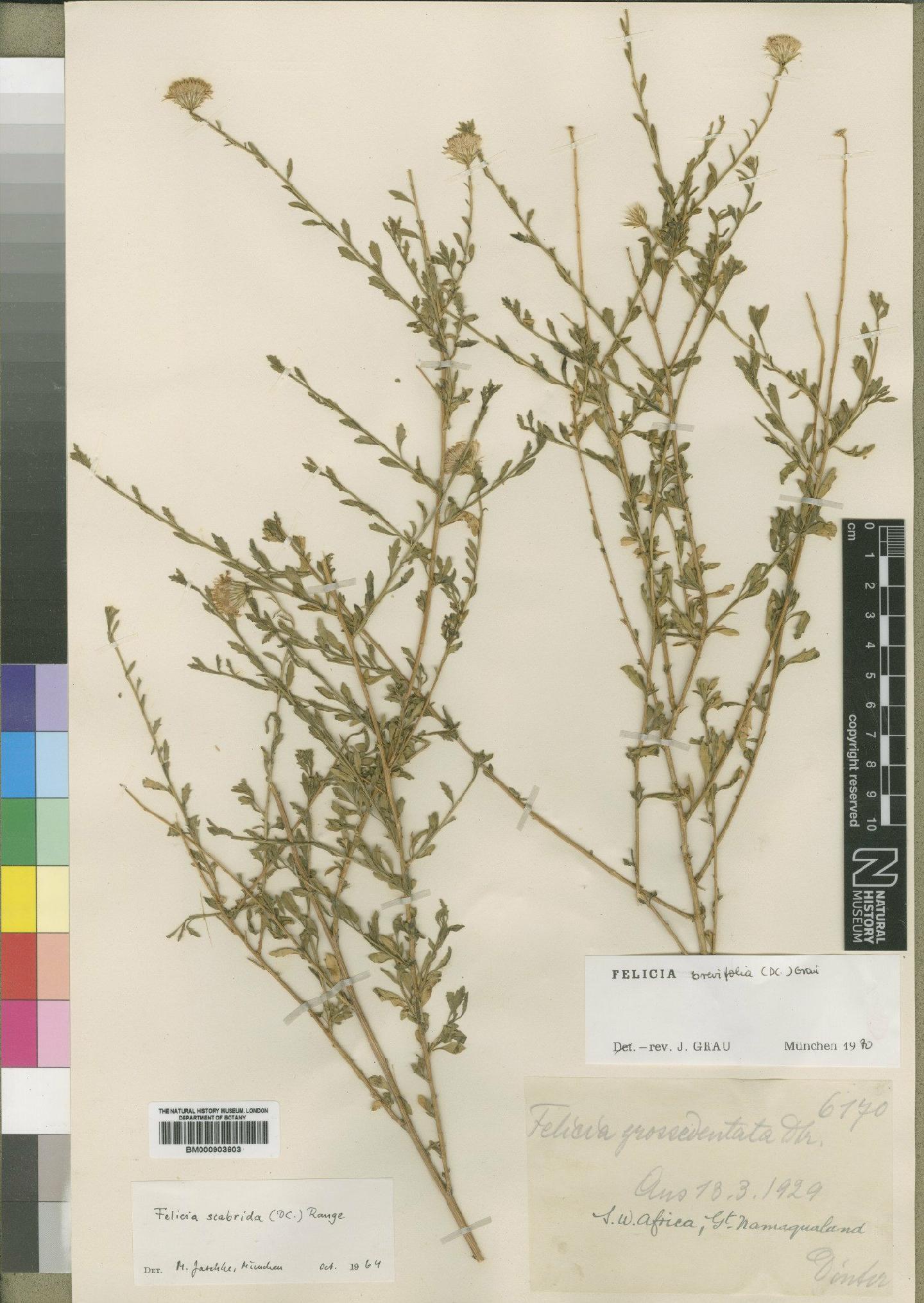 To NHMUK collection (Felicia brevifolia (DC.) Grau; Type; NHMUK:ecatalogue:4528951)
