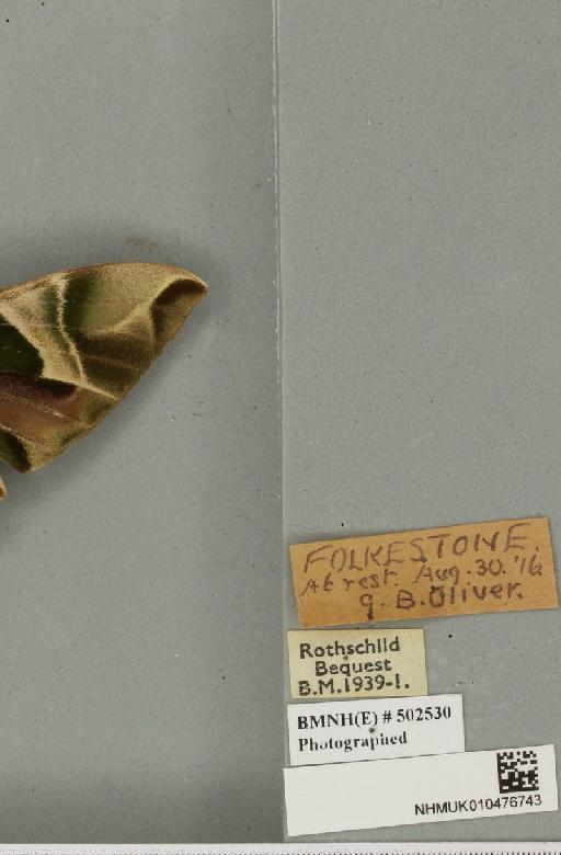 Daphnis nerii (Linnaeus, 1758) - NHMUK_010476743_label_534340