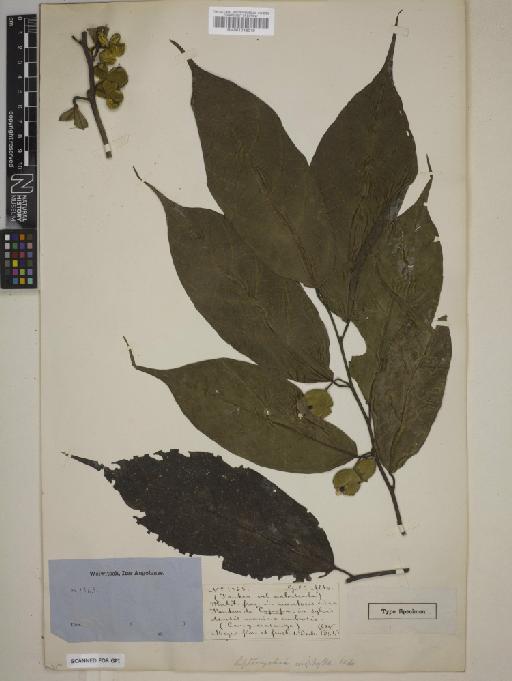 Leptonychia urophylla - BM001046019