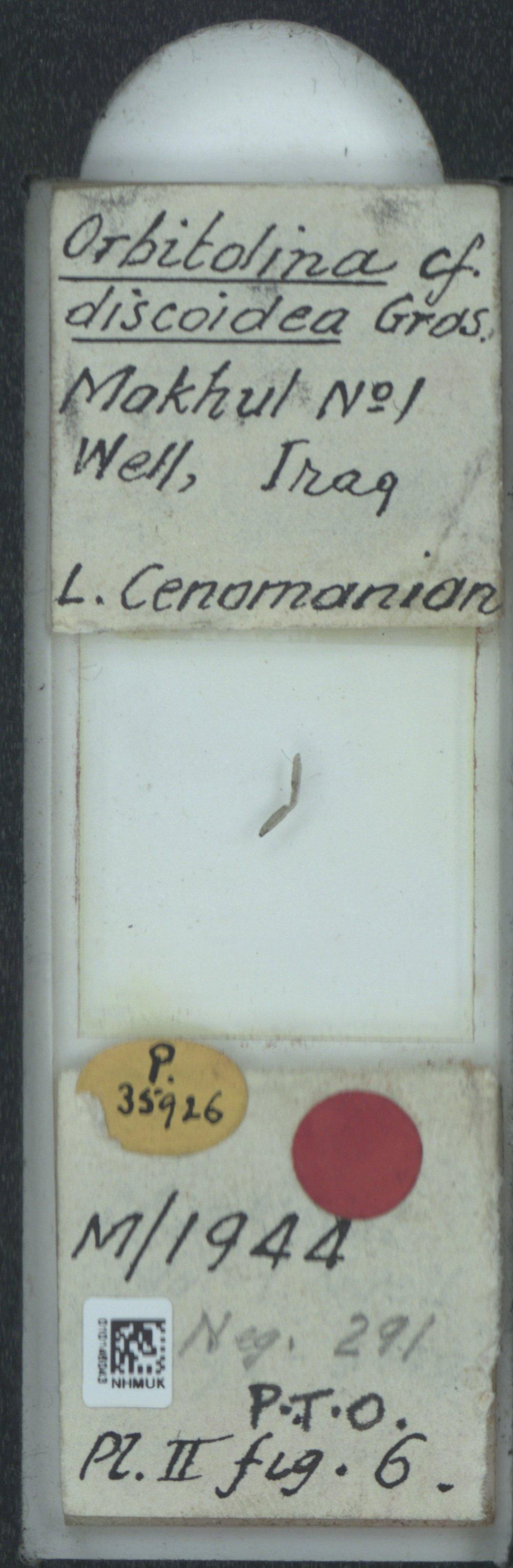 To NHMUK collection (Orbitolina discoidea Gras, 1852; NHMUK:ecatalogue:2323776)