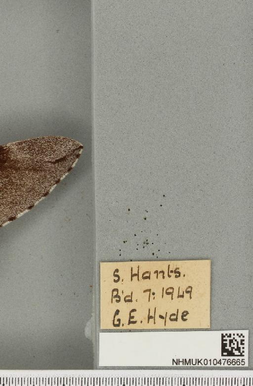 Sphinx pinastri Linnaeus, 1758 - NHMUK_010476665_label_534262