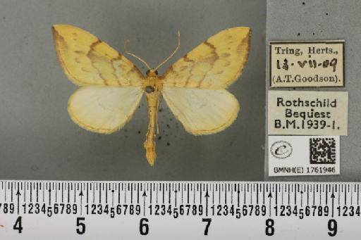 Gandaritis pyraliata (Denis & Schiffermüller, 1775) - BMNHE_1761946_345472