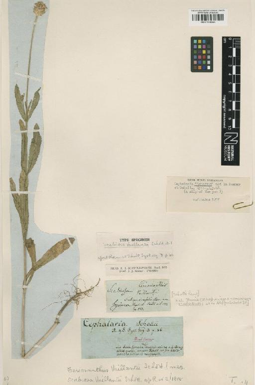 Cephalaria syriaca Schrad. - BM001134446