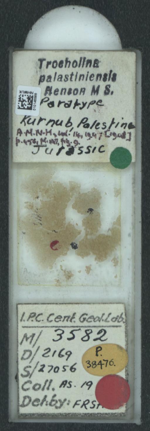 Trocholina palastiniensis Henson, 1948 - 010146588_2322100_38476