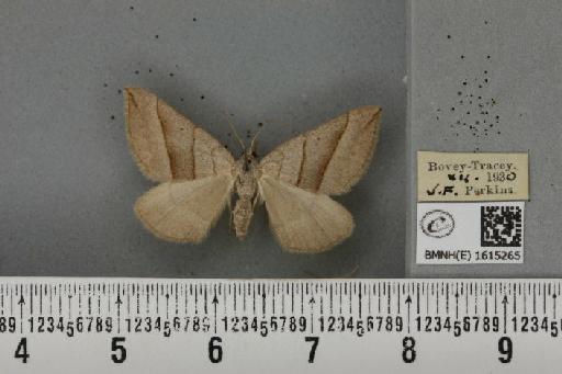 Scotopteryx luridata plumbaria (Fabricius, 1775) - BMNHE_1615265_304692