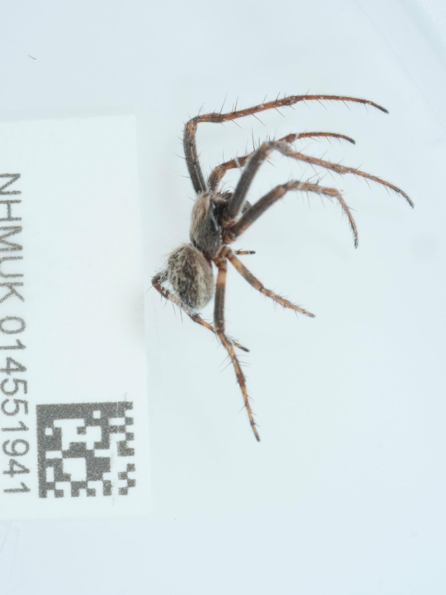 Agalenatea redii thumbnail