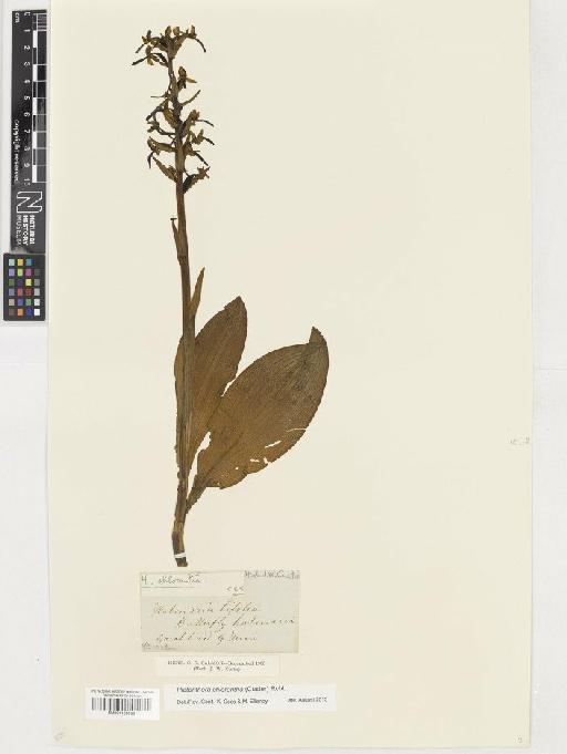 Platanthera chlorantha (Custer) Rchb. - BM001128099