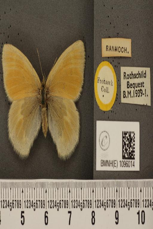 Coenonympha tullia scotica ab. posterogrisea Tutt, 1908 - BMNHE_1096014_7176