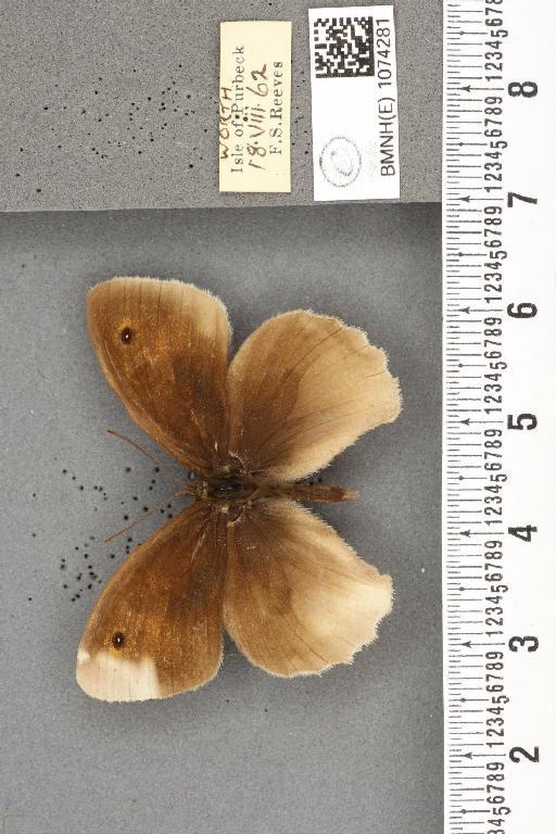 Maniola jurtina insularis ab. partimtransformis Leeds, 1950 - BMNHE_1074281_41051