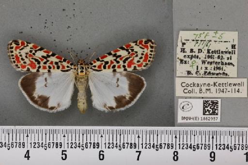 Utetheisa pulchella (Linnaeus, 1758) - BMNHE_1662957_283486