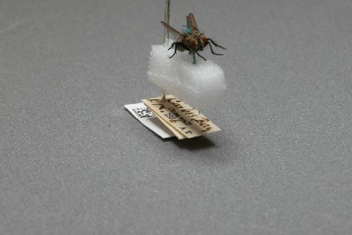 Sarcophaga (Myorhina) nigriventris Meigen, 1826 - 015092337_additional_4