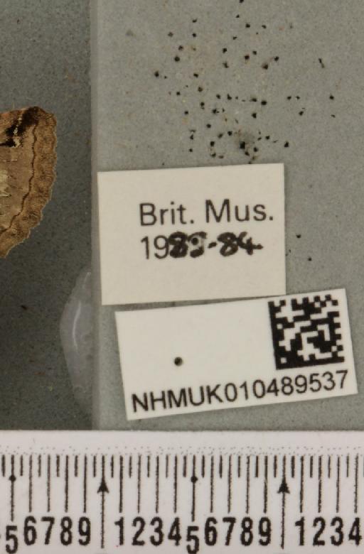 Abrostola tripartita (Hufnagel, 1766) - NHMUK_010489537_label_552388