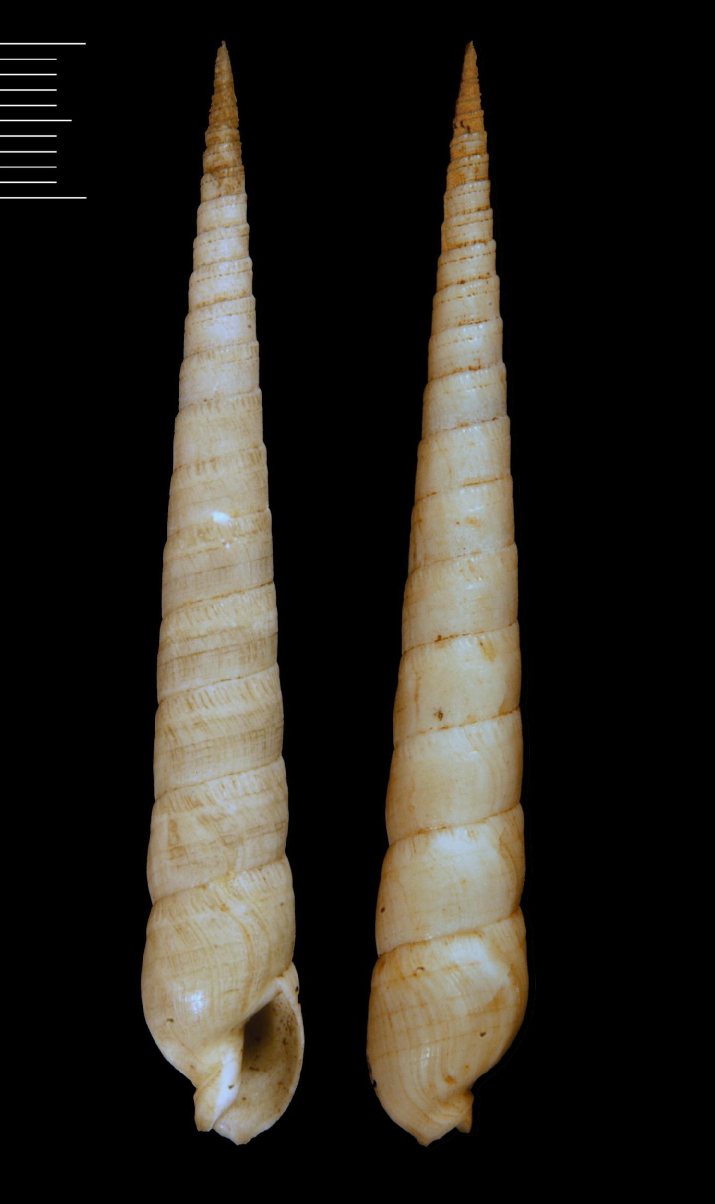 To NHMUK collection (Terebra punctatostriata Gray, 1834; LECTOTYPE; NHMUK:ecatalogue:5758351)