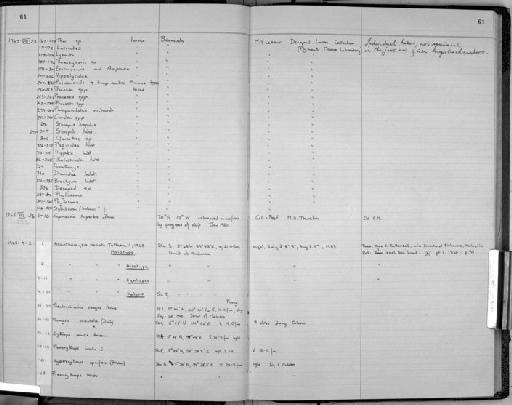 Acanthomysis ornata O. Tattersall, 1965 - Zoology Accessions Register: Crustacea: 1962 - 1969: page 61