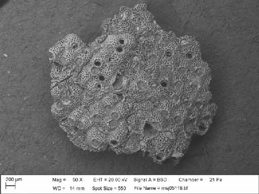 Calyptotheca thornelyae Dumont, 1981 - Calyptotheca_thornelyae_msj05118