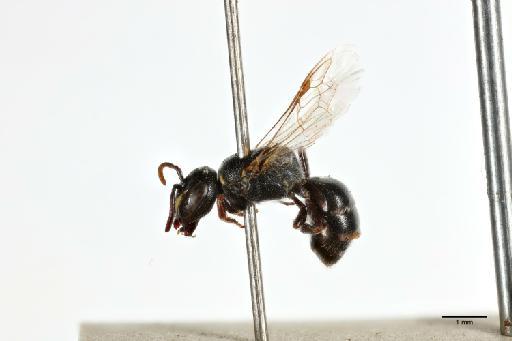 Eucoilinae Thomson, C.G., 1862 - 013983594_lateral