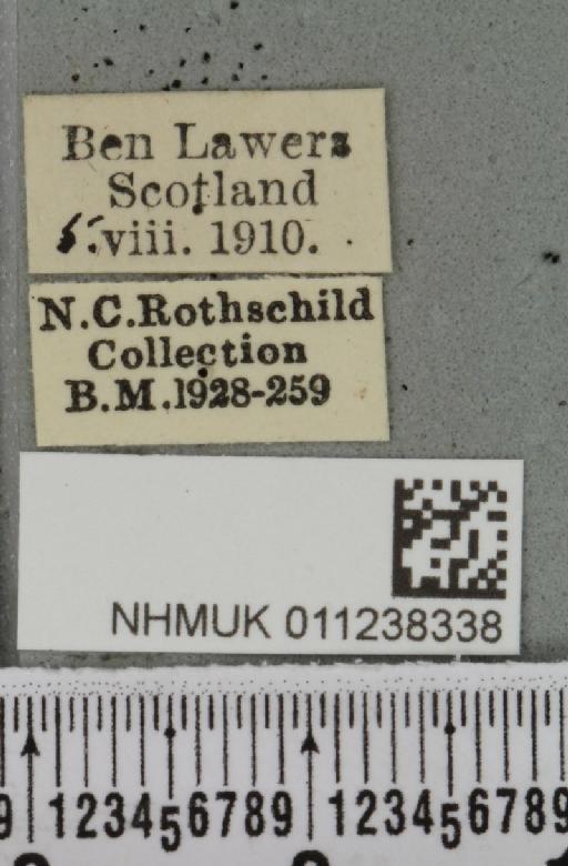Brachylomia viminalis (Fabricius, 1777) - NHMUK_011238338_label_639023