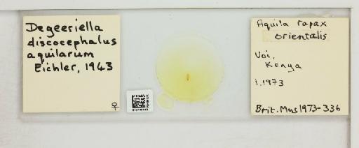 Degeeriella discocephalus aquilarum Eichler, 1943 - 010148548_816423_1432052