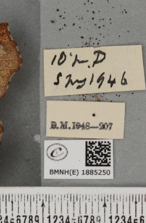 Selenia dentaria (Fabricius, 1775) - BMNHE_1885250_a_label_445115